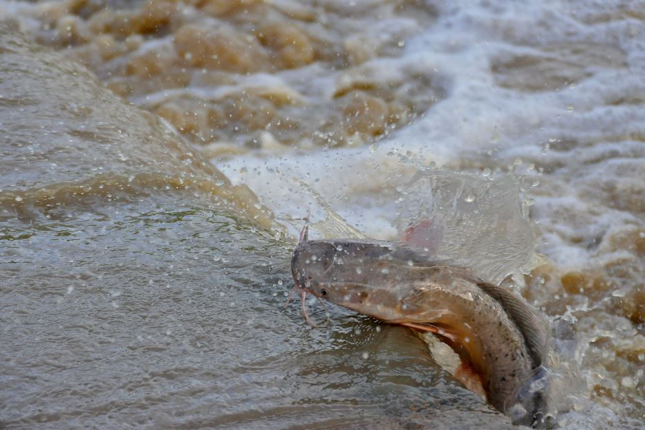 Pesce gatto africano. Dalla sua pelle un nuovo tipo di antibatterico per gli esseri umani