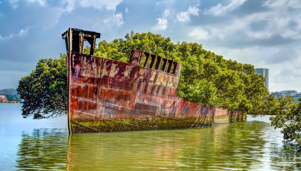 Nature has created a masterpiece on this abandoned ship