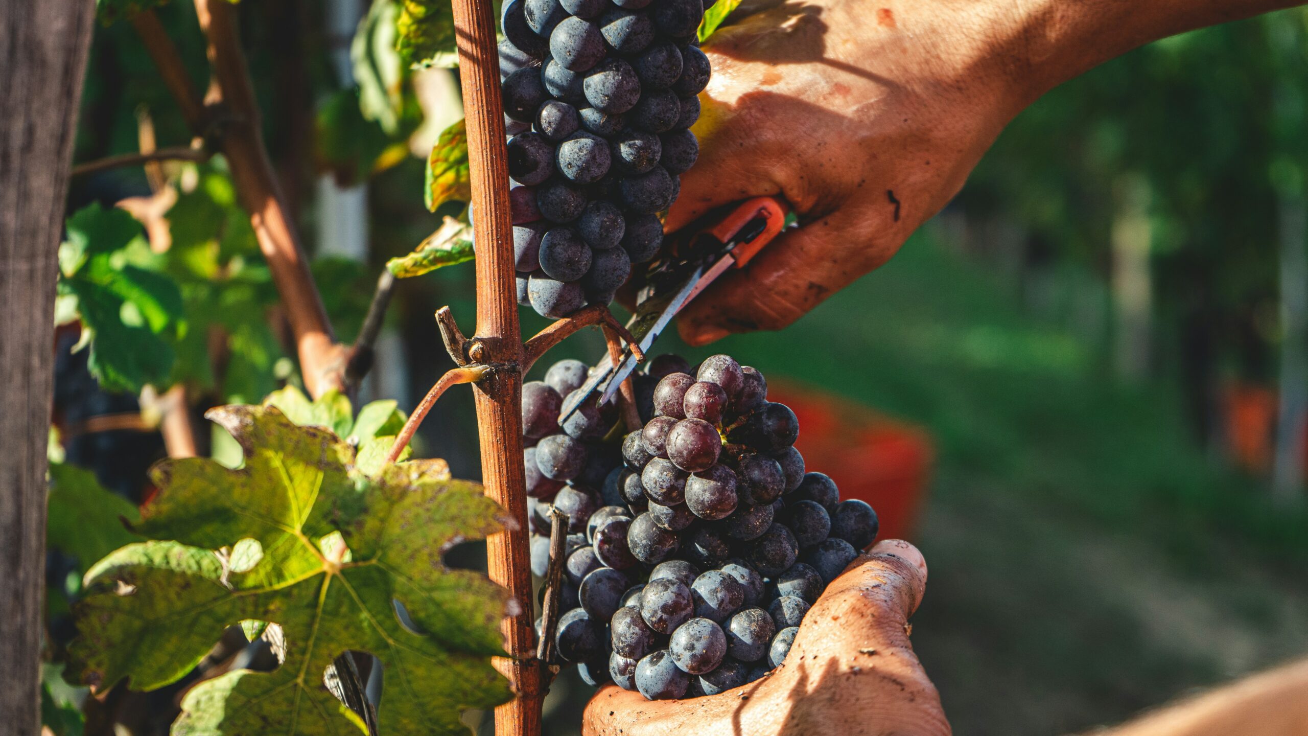 L’eccellenza dei vini italiani: perché sono i più venduti al mondo