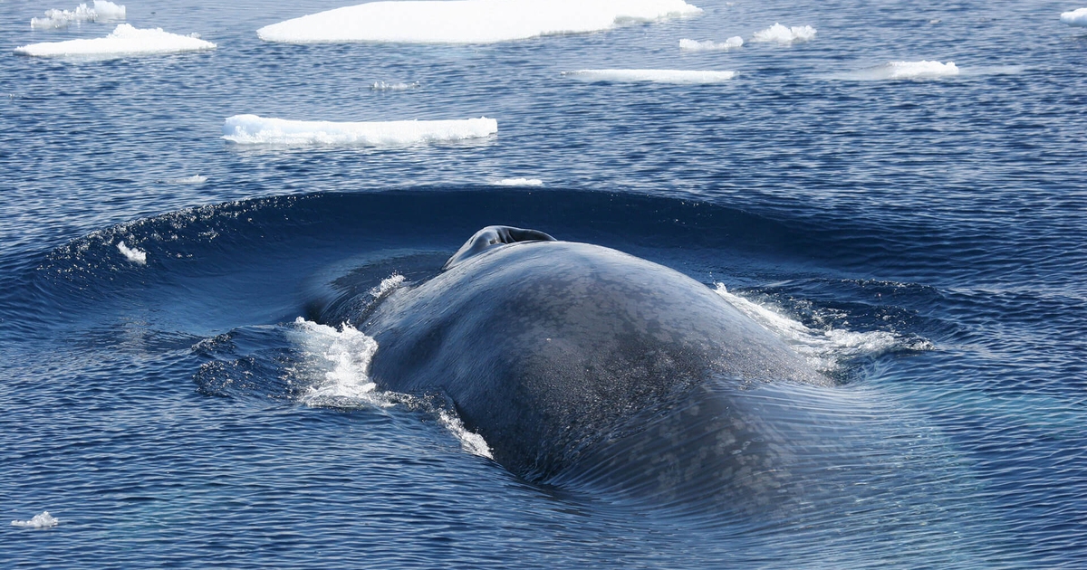 Antarctic blue whales appear to be recovering after being nearly wiped out by humans - LifeGate