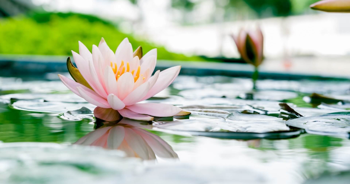 Growing the lotus flower (Nelumbo nucifera): a guide and practical advice
